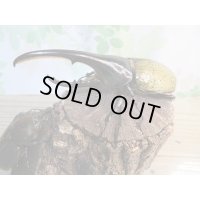 ☆新成虫☆D.H.ヘラクレス♂139ミリ♀66ミリペア販売！！
