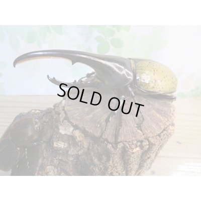 画像1: ☆新成虫☆D.H.ヘラクレス♂139ミリ♀66ミリペア販売！！