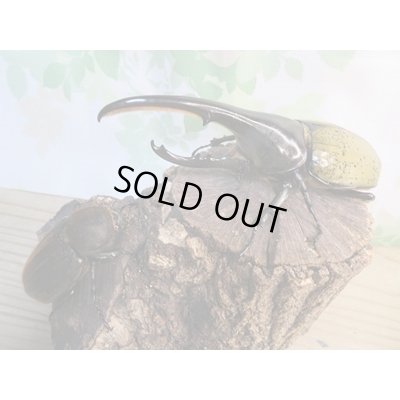 画像5: ☆新成虫☆D.H.ヘラクレス♂139ミリ♀66ミリペア販売！！