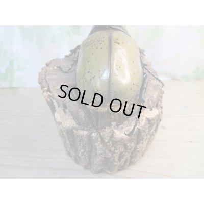 画像3: ☆新成虫☆D.H.ヘラクレス♂139ミリ♀66ミリペア販売！！