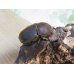 画像4: ☆新成虫☆D.H.ヘラクレス♂139ミリ♀66ミリペア販売！！ (4)