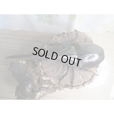 画像2: ☆新成虫☆D.H.ヘラクレス♂145ミリ♀68ミリペア販売！！