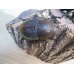 画像4: ☆新成虫☆D.H.ヘラクレス♂137ミリ♀64ミリペア販売！！ (4)