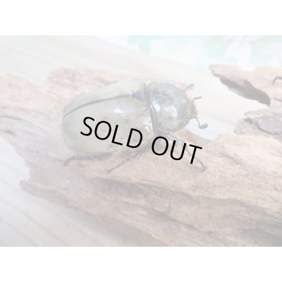 画像4: ☆新成虫☆グラントシロカブト♂70ミリ♀48ミリペア販売！！
