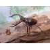 画像1: ☆新成虫☆マンディブラリスフタマタクワガタ（赤マンディ）♂68ミリ♀45ミリペア＋♀44ミリ計3頭トリオ販売！！ (1)