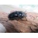 画像5: 新成虫☆ホワイトアイ☆タランドゥスオオツヤクワガタ♂62ミリ♀48ミリペア＋♀42ミリ計3頭トリオ販売！！