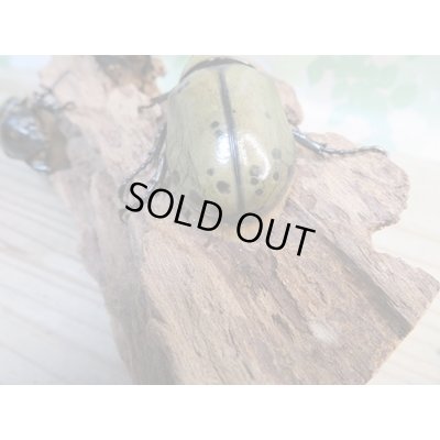 画像3: ☆新成虫☆ミヤシタシロカブト♂63ミリ♀50ミリペア＋♀48ミリ計3頭トリオ販売！！