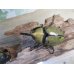画像2: ☆新成虫☆ミヤシタシロカブト♂63ミリ♀50ミリペア＋♀48ミリ計3頭トリオ販売！！ (2)