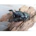 画像2: 新成虫☆ホワイトアイ☆タランドゥスオオツヤクワガタ♂62ミリ♀48ミリペア＋♀42ミリ計3頭トリオ販売！！ (2)