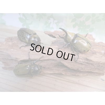 画像6: ☆新成虫☆ミヤシタシロカブト♂63ミリ♀50ミリペア＋♀48ミリ計3頭トリオ販売！！
