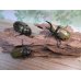 画像6: ☆新成虫☆ミヤシタシロカブト♂63ミリ♀50ミリペア＋♀48ミリ計3頭トリオ販売！！