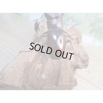 画像3: ☆新成虫☆マンディブラリスフタマタクワガタ(赤マンディ)♂68ミリ♀45ミリペア+♀44ミリ計3頭トリオ販売!!