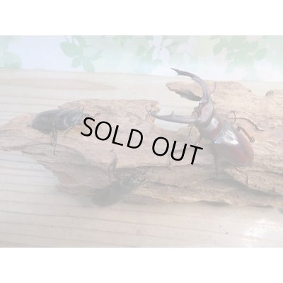 画像6: ☆新成虫☆マンディブラリスフタマタクワガタ(赤マンディ)♂68ミリ♀45ミリペア+♀44ミリ計3頭トリオ販売!!