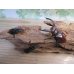 画像6: ☆新成虫☆マンディブラリスフタマタクワガタ（赤マンディ）♂68ミリ♀45ミリペア＋♀44ミリ計3頭トリオ販売！！