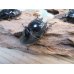 画像4: 新成虫☆ホワイトアイ☆タランドゥスオオツヤクワガタ♂62ミリ♀48ミリペア＋♀42ミリ計3頭トリオ販売！！