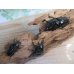 画像6: 新成虫☆ホワイトアイ☆タランドゥスオオツヤクワガタ♂62ミリ♀48ミリペア＋♀42ミリ計3頭トリオ販売！！