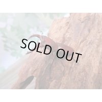 ☆新成虫☆カツラホソアカクワガタ♂35ミリ♀フリーサイズペア販売！！