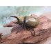 画像1: ☆新成虫☆ミヤシタシロカブト♂63ミリ♀50ミリペア＋♀48ミリ計3頭トリオ販売！！ (1)