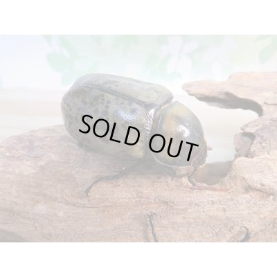 画像5: ☆新成虫☆ミヤシタシロカブト♂63ミリ♀50ミリペア＋♀48ミリ計3頭トリオ販売！！