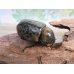 画像5: ☆新成虫☆ミヤシタシロカブト♂63ミリ♀50ミリペア＋♀48ミリ計3頭トリオ販売！！