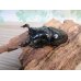画像1: 新成虫☆ホワイトアイ☆タランドゥスオオツヤクワガタ♂62ミリ♀48ミリペア＋♀42ミリ計3頭トリオ販売！！ (1)