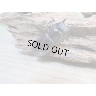 画像4: ☆新成虫☆マンディブラリスフタマタクワガタ(赤マンディ)♂68ミリ♀45ミリペア+♀44ミリ計3頭トリオ販売!!