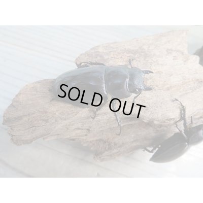 画像5: ☆新成虫☆マンディブラリスフタマタクワガタ(赤マンディ)♂68ミリ♀45ミリペア+♀44ミリ計3頭トリオ販売!!