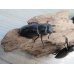 画像5: ☆新成虫☆マンディブラリスフタマタクワガタ（赤マンディ）♂68ミリ♀45ミリペア＋♀44ミリ計3頭トリオ販売！！