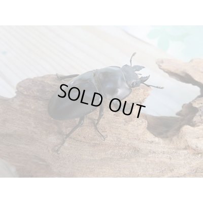 画像4: ☆新成虫☆ヤエヤママルバネクワガタ♂50ミリ〜55ミリ♀45ミリ〜47ミリ全6ペア販売!!