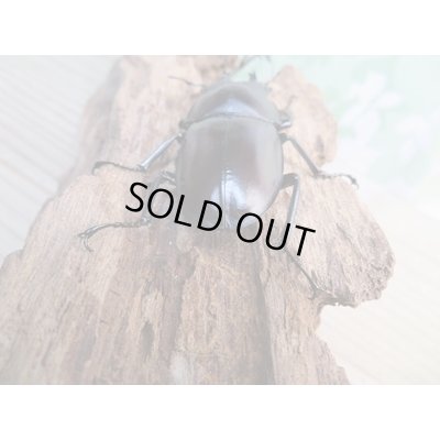 画像3: ☆新成虫☆ヤエヤママルバネクワガタ♂50ミリ〜55ミリ♀45ミリ〜47ミリ全6ペア販売!!