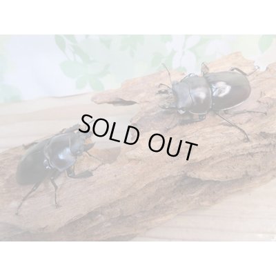 画像5: ☆新成虫☆ヤエヤママルバネクワガタ♂50ミリ〜55ミリ♀45ミリ〜47ミリ全6ペア販売!!