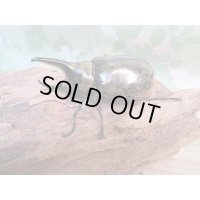 ☆新成虫☆ミヤシタシロカブト♂62ミリ♀50ミリペア＋♀48ミリ計3頭トリオ販売！！