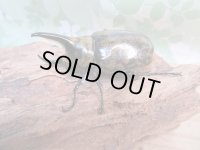 ☆新成虫☆ミヤシタシロカブト♂62ミリ♀50ミリペア＋♀48ミリ計3頭トリオ販売！！