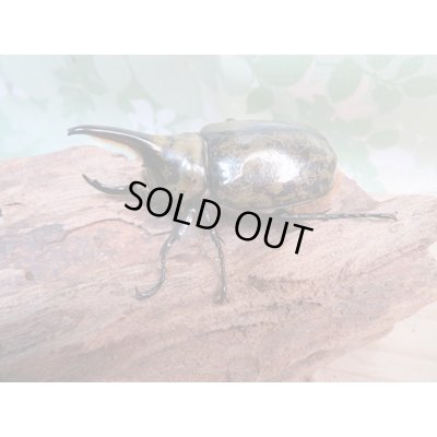 画像1: ☆新成虫☆ミヤシタシロカブト♂62ミリ♀50ミリペア＋♀48ミリ計3頭トリオ販売！！