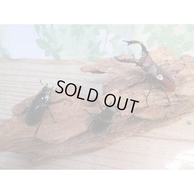 画像6: ☆新成虫☆フォルスターフタマタクワガタ（亜種ニシ）♂66ミリ♀41ミリ＋♀39ミリトリオ販売！！