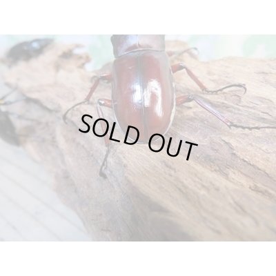 画像3: ☆新成虫☆フォルスターフタマタクワガタ（亜種ニシ）♂66ミリ♀41ミリ＋♀39ミリトリオ販売！！