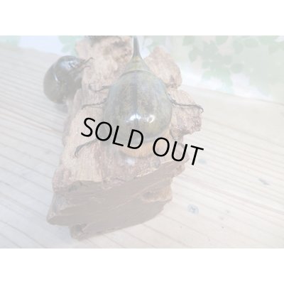 画像3: ☆新成虫☆ミヤシタシロカブト♂62ミリ♀50ミリペア+♀48ミリ計3頭トリオ販売!!