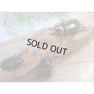 画像6: ☆新成虫☆ミヤシタシロカブト♂62ミリ♀50ミリペア+♀48ミリ計3頭トリオ販売!!