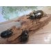 画像6: ☆新成虫☆ミヤシタシロカブト♂62ミリ♀50ミリペア＋♀48ミリ計3頭トリオ販売！！