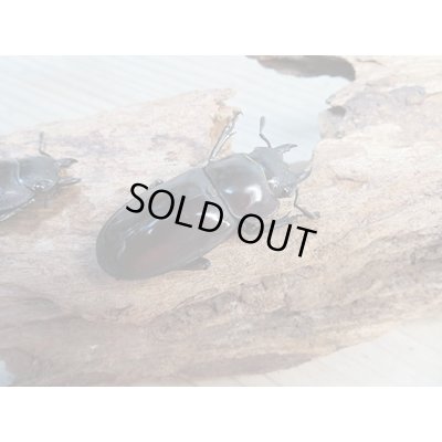 画像4: ☆新成虫☆マンディブラリスフタマタクワガタ（赤マンディ）♂80ミリ♀44ミリペア＋♀44ミリ計3頭トリオ販売！！