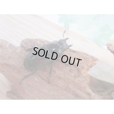 画像5: ☆新成虫☆フォルスターフタマタクワガタ（亜種ニシ）♂66ミリ♀41ミリ＋♀39ミリトリオ販売！！