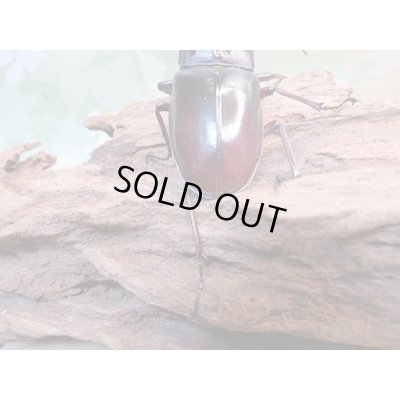 画像3: ☆新成虫☆マンディブラリスフタマタクワガタ（赤マンディ）♂80ミリ♀44ミリペア＋♀44ミリ計3頭トリオ販売！！