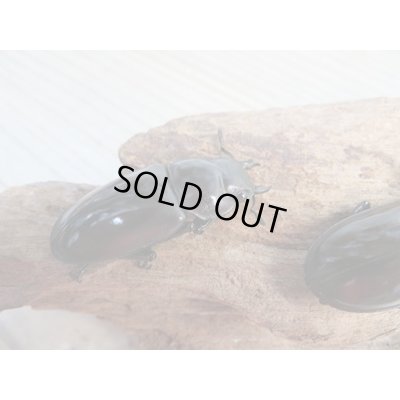 画像5: ☆新成虫☆マンディブラリスフタマタクワガタ（赤マンディ）♂80ミリ♀44ミリペア＋♀44ミリ計3頭トリオ販売！！