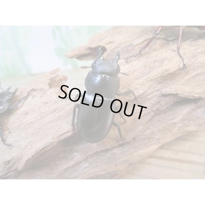 画像4: ☆新成虫☆フォルスターフタマタクワガタ（亜種ニシ）♂66ミリ♀41ミリ＋♀39ミリトリオ販売！！