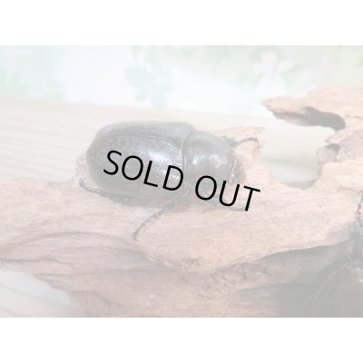 画像5: ☆新成虫☆ミヤシタシロカブト♂62ミリ♀50ミリペア+♀48ミリ計3頭トリオ販売!!