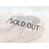 ☆新成虫☆マンディブラリスフタマタクワガタ（赤マンディ）♂80ミリ♀44ミリペア＋♀44ミリ計3頭トリオ販売！！