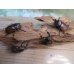 画像5: 新成虫☆WF3☆フンボルトヒナカブト（フォームネロ）♂35ミリ〜40ミリ♀フリーサイズ全4ペア販売！！ (5)