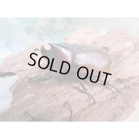 新成虫☆WF3☆フンボルトヒナカブト（フォームネロ）♂35ミリ〜40ミリ♀フリーサイズ全4ペア販売！！
