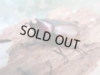 新成虫☆WF3☆フンボルトヒナカブト（フォームネロ）♂35ミリ〜40ミリ♀フリーサイズ全4ペア販売！！