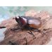 画像1: 新成虫☆WF3☆フンボルトヒナカブト（フォームネロ）♂35ミリ〜40ミリ♀フリーサイズ全4ペア販売！！ (1)